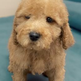 Grey - Apricot male Labradoodle puppy in Terre Haute, Indiana from Doodle Bug Love