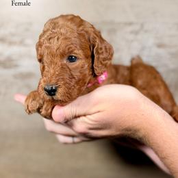 Kaye - Red  female Goldendoodle puppy in Abilene, Texas from Mesquite Kennels
