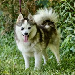 Jena - Pomsky