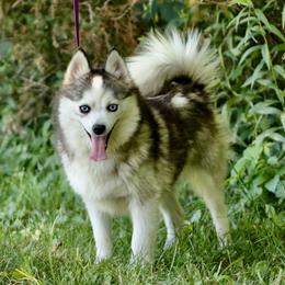 Jena - Pomsky