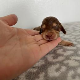 Cocoa - Chocolate and cream female Dachshund puppy in Stamford, Texas from West Texas Miniature Dachshunds