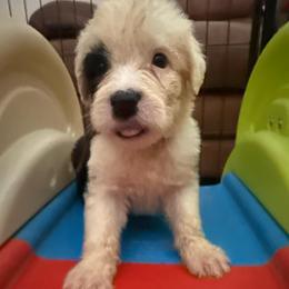 Burgundy - Gray and white female Old English Sheepdog puppy in Iowa from Midwest Puppy Paws