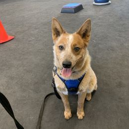 Australian Cattle Dog Puppies from SB Heelers Cattle Dogs and Performance Horses