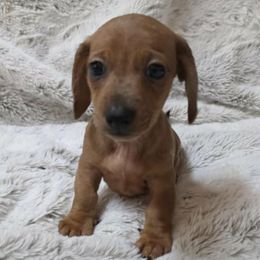 Lj 2500 - Dapple male Dachshund puppy in Lady Lake, Florida from Sausage Squad Kennels