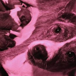 Color tbd - Black tan and white male Basenji puppy in Eugene, Oregon from Basenji Puppies