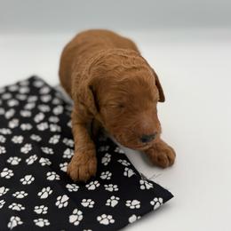 Wyatt Earp - Red  male Poodle puppy in Mount Vernon, Illinois from AMC Poodles