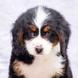 Raven - Tri-color female Bernedoodle puppy in Glendale, Arizona from Arizona Bernedoodles