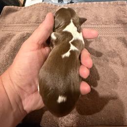 Girl 1 - Liver and white female English Springer Spaniel puppy in Findlay, Ohio from Flag City Springers