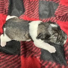 Parti female - White female Miniature Schnauzer puppy in Boaz, Alabama from Sweet Home Schnauzers
