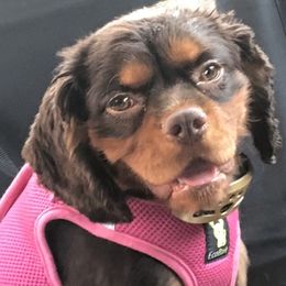Cavalier King Charles Spaniel and Shih Tzu Puppies from Karen's Cavaliers