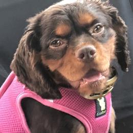 Cavalier King Charles Spaniel and Shih Tzu Puppies from Karen's Cavaliers