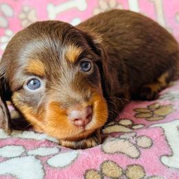 VIOLET - Chocolate and tan female Dachshund puppy in Holtwood, Pennsylvania from Holly Hill Dachshunds