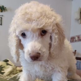 Poodles from J & K County Line
