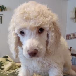 Poodles from J & K County Line