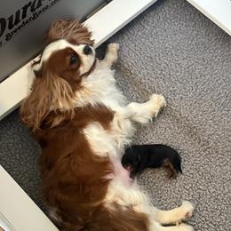 Feyre - Cavalier King Charles Spaniel