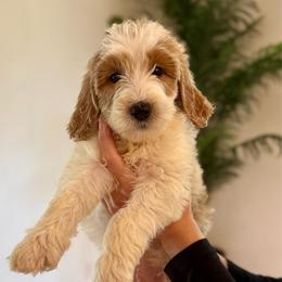 Peach - Parti female Goldendoodle puppy in Kenansville, North Carolina from J+A Family Doodles