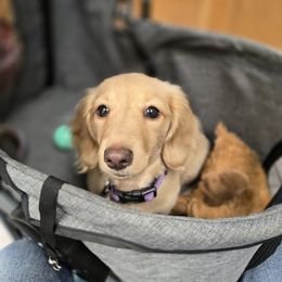 Princess - Dachshund