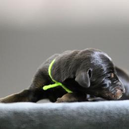 Rhaella - 5350 - Black and rust female Doberman Pinscher puppy in Rockwall, Texas from Elitehaus