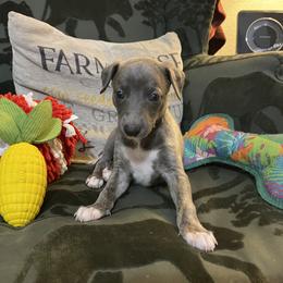 Timothy - Blue brindle male Whippet puppy in Harlingen, Texas from Sincity Dogs Hobby Kennel