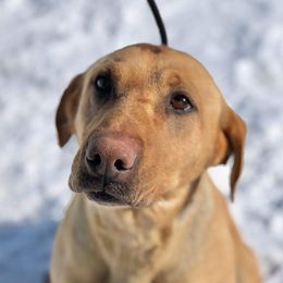 Rio - Labrador Retriever
