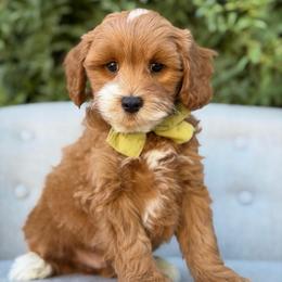 Hank - Red  male Goldendoodle puppy in Queen Creek, Arizona from Goldendoodle AZ