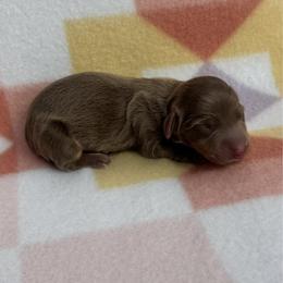 Girl 1 - Chocolate and tan female Dachshund puppy in Oklahoma from DRB Dachshunds
