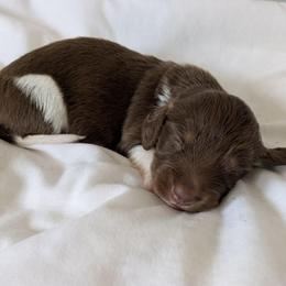 Indigo - Piebald male Dachshund puppy in Sonora, Kentucky from Maple Hill Miniature Dachshunds