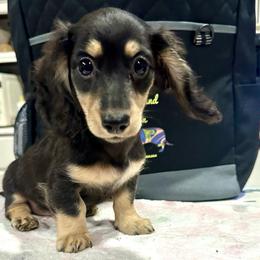 Ysabel - Black and cream female Dachshund puppy in Hensley, Arkansas from The Dachshund Barn