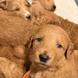 April - orange collar - Red  female Goldendoodle puppy in Puyallup, Washington from Dawnie’s Doodles