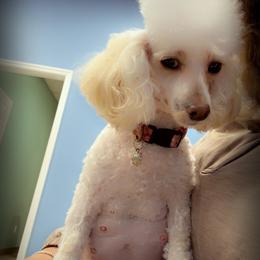 Poodle puppies from Puddlejumpers