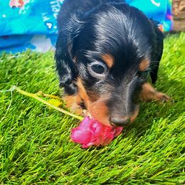 Onyx - Black and tan male Dachshund puppy in Birmingham, Alabama from Mini Doxies Love