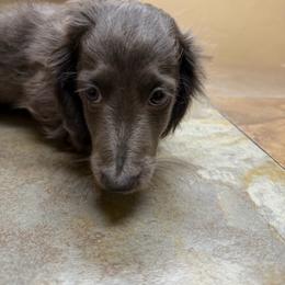 Shade - Gray (blue) male Dachshund puppy in Irving, Texas from DFW Dachshunds by G & S