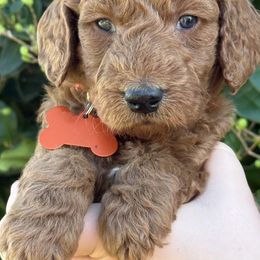Orange  collar - Red  female Goldendoodle puppy in Fontana, California from Grammy's Puppy Love doodles and poodles