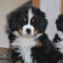 Bernese Mountain Dog, Golden Mountain Dog, and Golden Retriever Puppies from Grateful Bernese