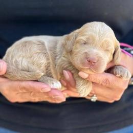 Lace - Caramel female Australian Labradoodle puppy in Morgan Hill, California from Loving Labradoodles