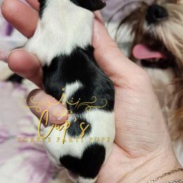 Girl 2 - Parti female Yorkshire Terrier puppy in Austin, Arkansas from Cup's Yorkie Parti Pups
