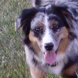 Miniature American Shepherds from Foxfire Miniature American Shepherds