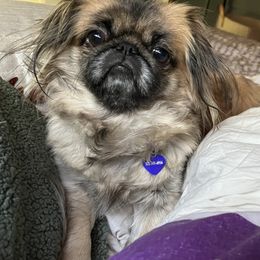 Poof - Pekingese