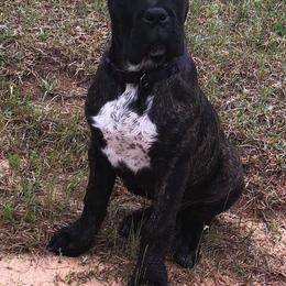 Cane Corso Puppies from Relic Cane Corso