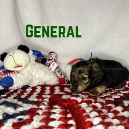 General - Cream male Dachshund puppy in Monitor, Washington from Shannon Dolly’s Dachshunds