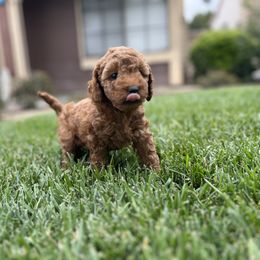 Girl 2 - Red  Goldendoodle puppy in Rancho Cucamonga, California from Rylaarsdam Doodles