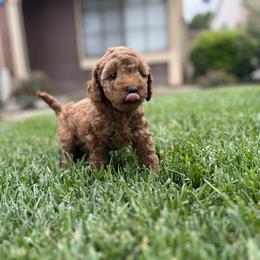 Girl 2 - Red  Goldendoodle puppy in Rancho Cucamonga, California from Rylaarsdam Doodles