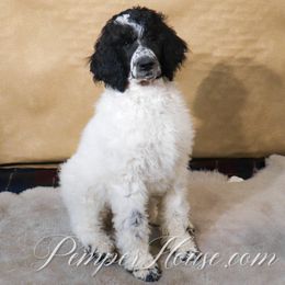 Boy 1 - Parti Poodle puppy in Sarver, Pennsylvania from Pemper House Poodles