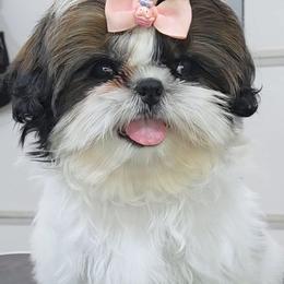 Mystic - Red and white female Shih Tzu puppy in Riverside, California from Raincross Shih Tzu