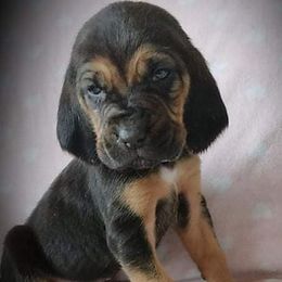 Bloodhounds from Colts Crazy Hounds