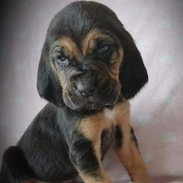 Bloodhounds from Colts Crazy Hounds