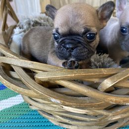 Girl 1 - French Bulldog puppy in Church Point, Louisiana from Dayna’s Goldens (Acadia’s Golden Retrievers)
