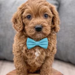 Bernedoodles, Cavapoos, and Goldendoodles from Florida Coast Doodles