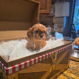 Grumpy - Ruby male Cavalier King Charles Spaniel puppy in West Valley, Utah from Criddle Mountain Cavaliers