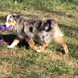 Miniature Australian Shepherd and Toy Australian Shepherd Puppies from Quarter Creek Stockdogs & Mini/Toy Australian Shepherds